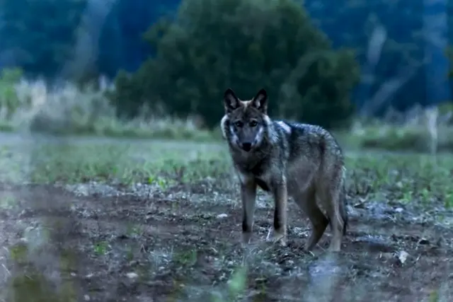 Ein Wolf am TÜPL Allentsteig. | Foto: ServusTV
