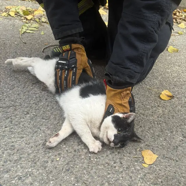 Die Freiwillige Feuerwehr Schwechat rettet Katze. | Foto: FF Schwechat