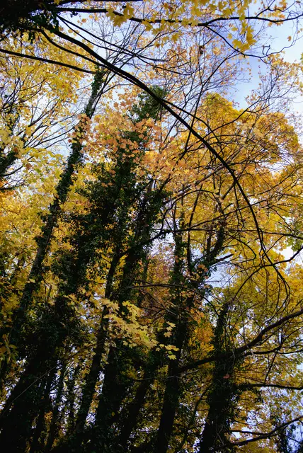 Die Efeuranken, die sich um die Stämme geschlängelt haben, sollen Schuld daran sein, dass sie Bäume sterben. Hierzu gibt es allerdings auch konträre Meinungen. | Foto: Santrucek