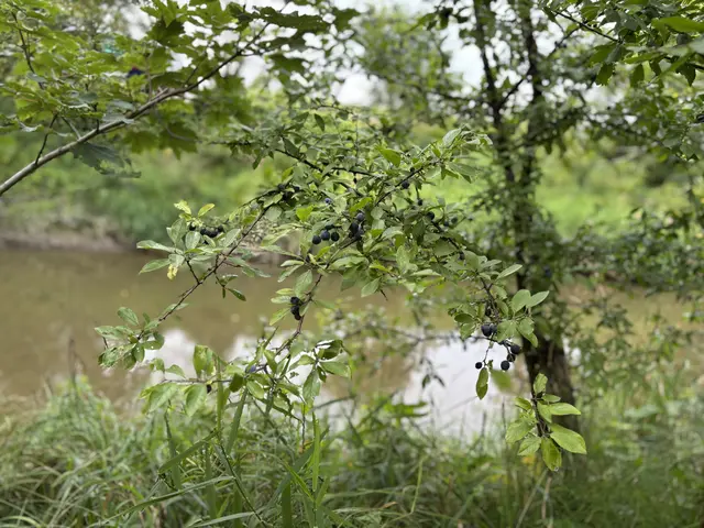 Ziel der Maßnahmen ist es, das Auwaldsystem entlang der Mur zu beleben. | Foto: MeinBezirk/Gerda Sammer-Schmidt