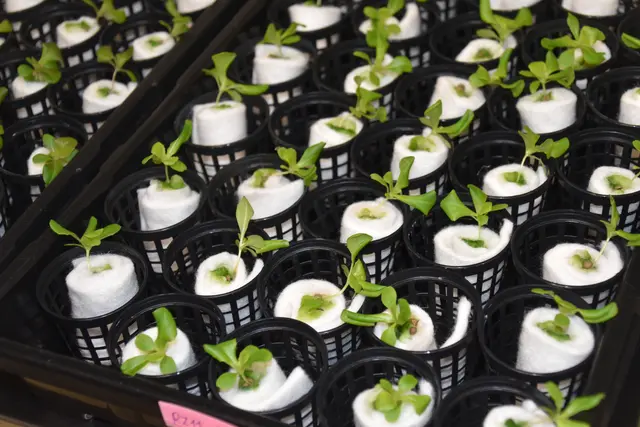 Foto: Michael Strini