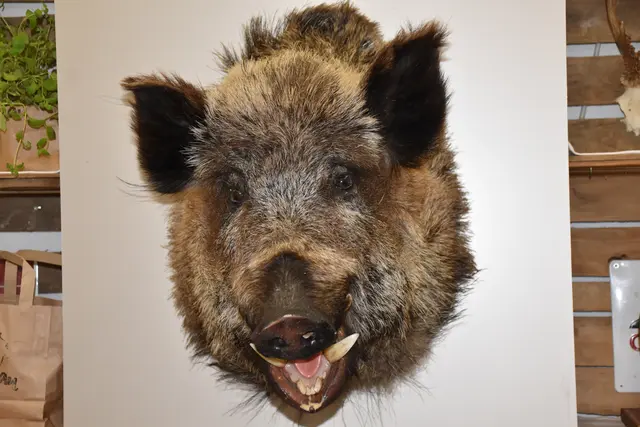 Wildspezialitäten sind wieder ein Renner. | Foto: Michael Strini