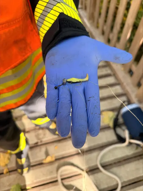 Der Vogel hatte sich in einer Angelschnur verfangen. | Foto: FF Schwechat