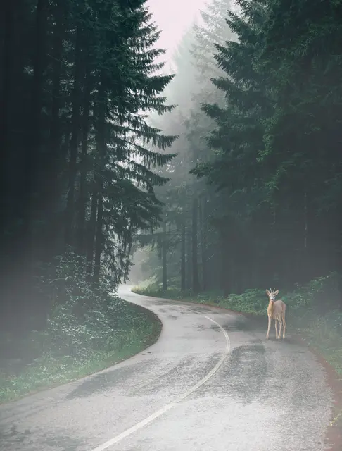 Besonders gefährlich sind die frühen Morgen- und Abendstunden. | Foto: Unsplash/Pixabay