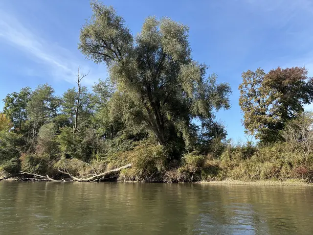 Die Renaturierung von Flüssen und Auwäldern in fünf Ländern entlang der Mur, Drau und Donau ist geplant.
 | Foto: MeinBezirk/Gerda Sammer-Schmidt