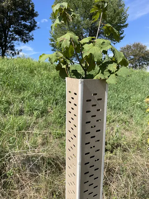 Die nachhaltigen Baumschutzhüllen werden in St. Veit produziert. | Foto: Fundermax