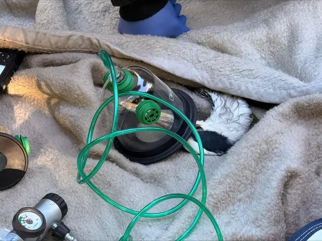 Der Reiher wurde mit Sauerstoff versorgt. | Foto: FF Schwechat