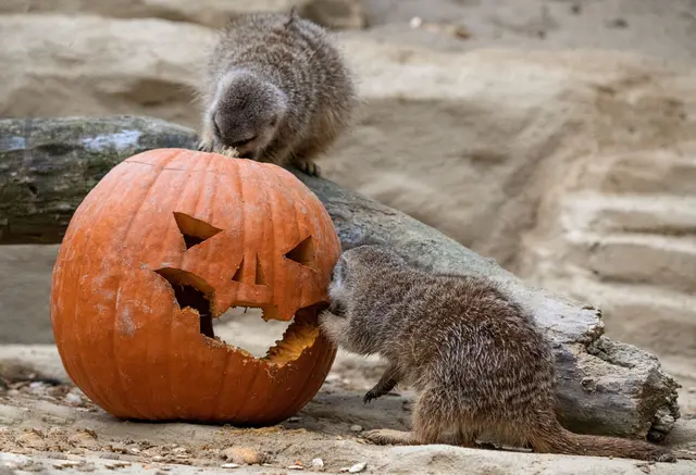 Für die Erdmännchen gibt es geschnitzte Kürbisse zum Spielen und Naschen. | Foto: Zoo Schmiding