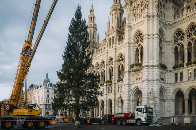 Am Wiener Rathausplatz wurde am 28. Oktober bereits der Christbaum aufgestellt. | Foto: Stadt Wien Marketing, Lisa Leutner