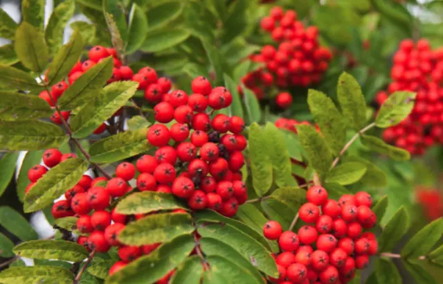 Ganz im Zeichen der Vogelbeere war der Wandertag am Nationalfeiertag, bei dem es Regionale Schmankerl gab.  | Foto: Gemeinde Sankt Kathrein am Offenegg