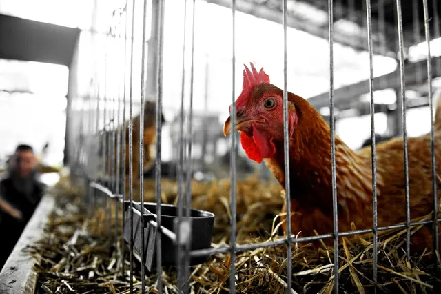 Die deutschen Behörden registrieren immer mehr Vogelgrippe-Infektionen. Österreichs Landwirte sind in Sorge. | Foto: Roibu/Panthermedia