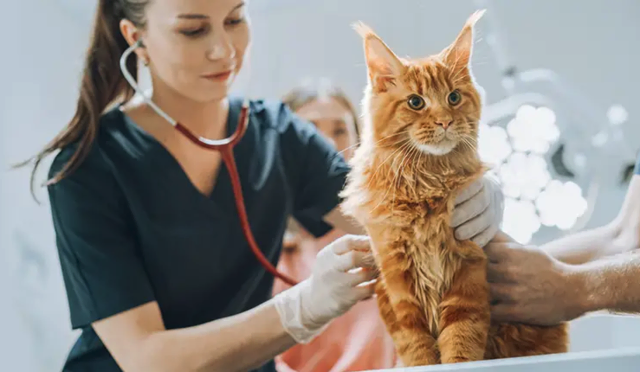 Der Tierärztenotdienst ist eine freiwillige Leistung der Kärntner Veterinärmedizinerinnen und Veterinärmediziner. | Foto: www.tierarzt-ktn.at