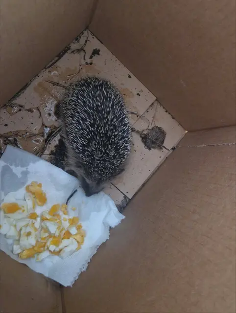 Der erschöpfte Igel bekam Trinkwasser und ein hartgekochtes Ei, um wieder zu Kräften zu kommen. | Foto: tirol kliniken