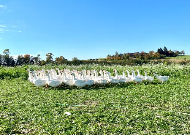 Weidegänse aus Österreich sind bei den Konsumenten ein begehrtes Produkt. | Foto: Hebesberger