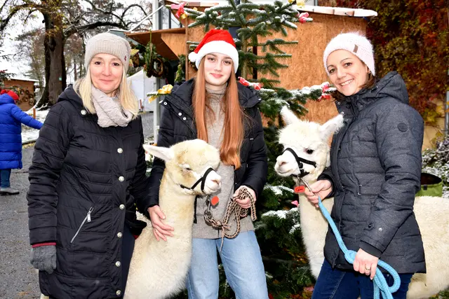 Stimmungsvolle Adventausstellung auf Burg Kreuzen. Mit dabei: Die Mondstein-Alpakas und Veranstalterin Maria Aichinger – "Tourismus-Mitzi".  | Foto: Robert Zinterhof