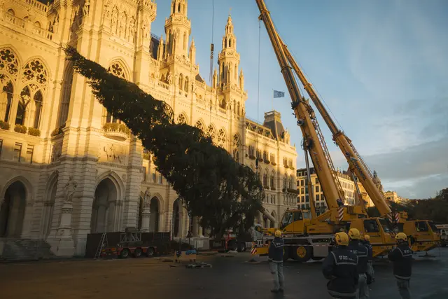 Jedes Jahr spendet ein anderes Bundesland den Weihnachtsbaum für den Rathausplatz. Heuer ist es eine echte Tiroler Fichte. | Foto: Stadt Wien Marketing, Lisa Leutner