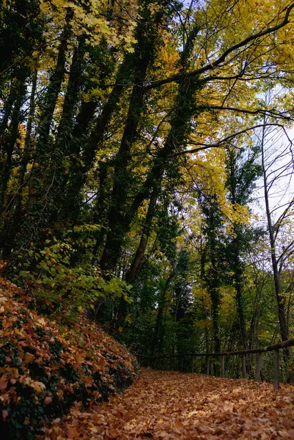 Der Aufstieg zum Schloss wird sich verändern. | Foto: Santrucek