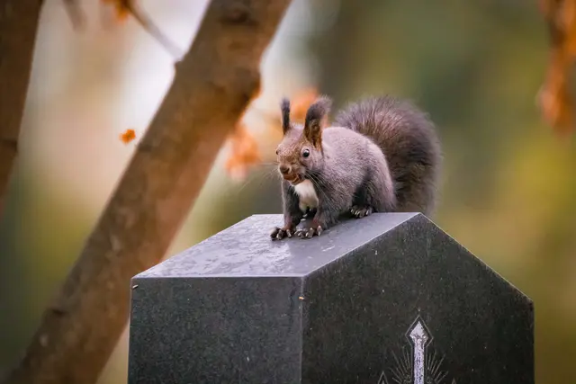Friedhöfe als "grüne Oasen" in unserer Region | Foto: Adobe Stock