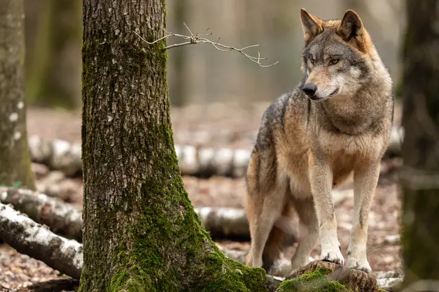 Beim Thema Wolf gehen oft die Emotionen hoch. Die Universität für Bodenkultur Wien (BOKU) hat die Lage wissenschaftlich untersucht. Es geht um die Frage, in welchen Räumen Wölfe mit Menschen am besten zusammenleben können und wo nicht. 
 | Foto: PantherMedia/waitandshoot