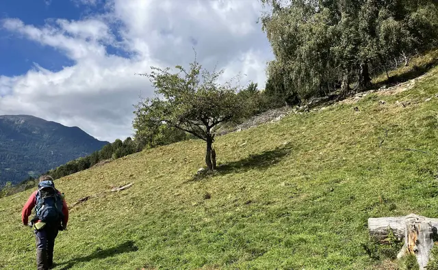 Die Trockenrasenlebensräume werden durch das Projekt wiederhergestellt. | Foto: Veit
