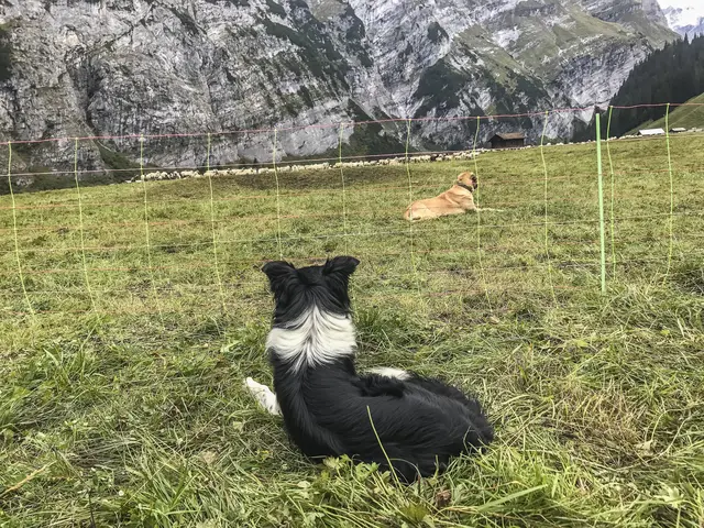Studie über die Lebensbedingungen des Wolfs in Österreich. Die Bezirke Landeck, Imst, Kufstein, Kitzbühel sowie Lienz haben bei den Maßnahmen Priorität. | Foto: European Wilderness Society, LIFEstock Project