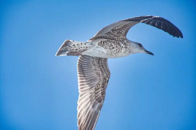 Mittelmeermöve im Jugendkleid