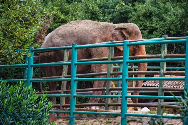 Auf der kroatischen Insel Brijuni lebt eine Elefantin namens Lanka im Safaripark. Sie war ein Geschenk der indischen Premierministerin Indira Gandhi an den damaligen jugoslawischen Präsidenten Tito und kam 1972 auf die Insel, zusammen mit dem Bullen Sony, der 2010 starb. Seit Sonys Tod lebt Lanka allein dort und ist das letzte Elefant in Kroatien.  aus googl,com