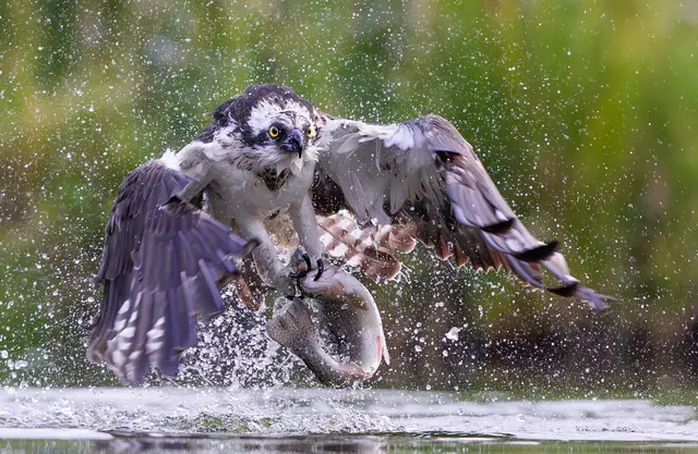 Einzelmedaille für „Osprey I“ von Konrad Hageneder / Fotoklub Pettenbach. | Foto: Konrad Hageneder / Fotoklub Pettenbach