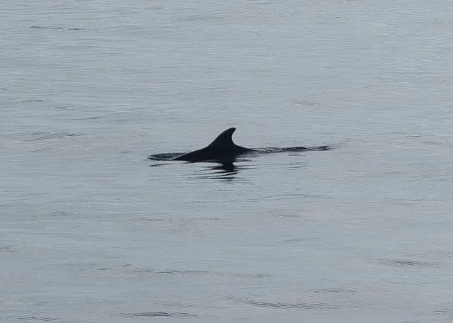 Wir wurden von Delfinen begleitet