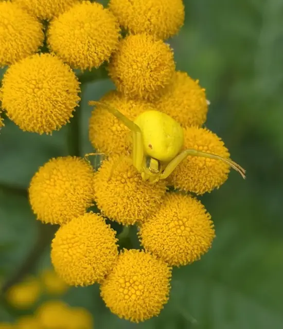 Regionautin Margarete Czerwinski hat diese Veränderliche Krabbenspinne abgelichtet | Foto: Margarete Czerwinski