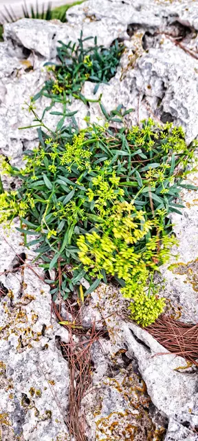 Wie wenig brauche ich um zu blühen?