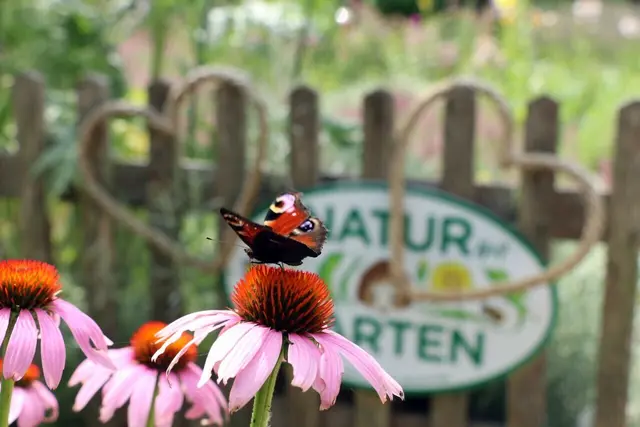 Erfreuliche Bilanz: 286 Schulen und Kindergärten in Niederösterreich tragen die „Natur im Garten“ Plakette. (Symbolfoto) | Foto: Natur im Garten 