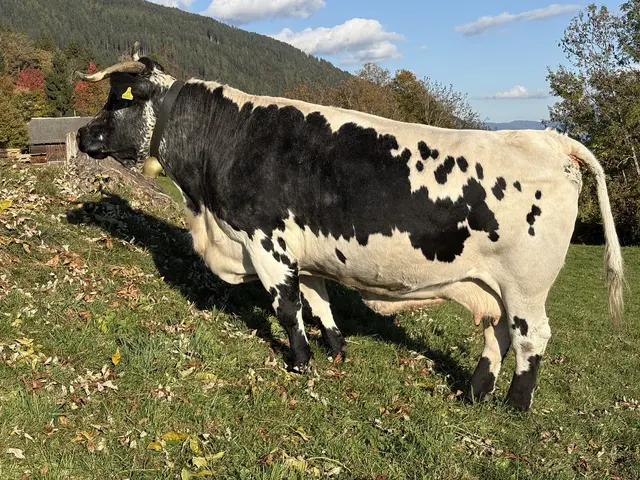 Vera PSS zeigt sich auf der Herbstweide auf 1.000 Meter Seehöhe von ihrer besten Seite. | Foto: Rinderzucht Tirol