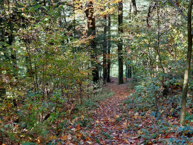 Nun geht's wieder runter.... | Foto: H.Bachinger