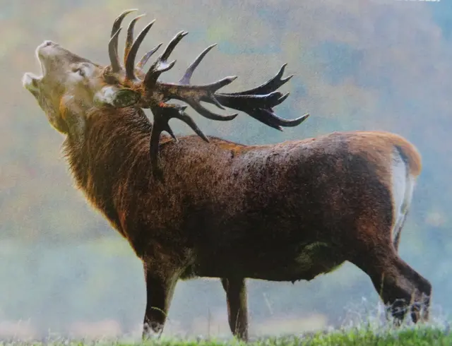 Titel : Röhri der Röhrende 
Maße : 110 x 80 cm  | Foto: Künstler Günther Hintner 