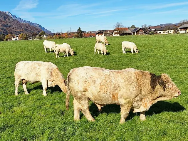 Vermutlich die französische Rasse  Charolais | Foto: H.Bachinger/AC