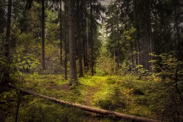 Wenn man zu oft zurückschaut
übersieht man Dinge die noch vor einem liegen.
Foto: Glaser 