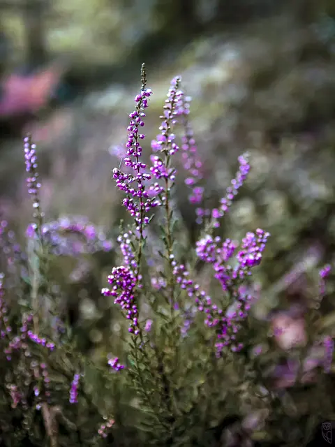 Morgens aufzuwachen ist das Erste,
wofür wir dankbar sein sollen.
Foto: Glaser 