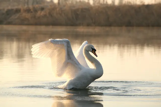 Vogelgrippe: Ab 3. November gilt ganz Österreich als Gebiet mit erhöhtem Risiko. | Foto: Smarterpix/nature78_s