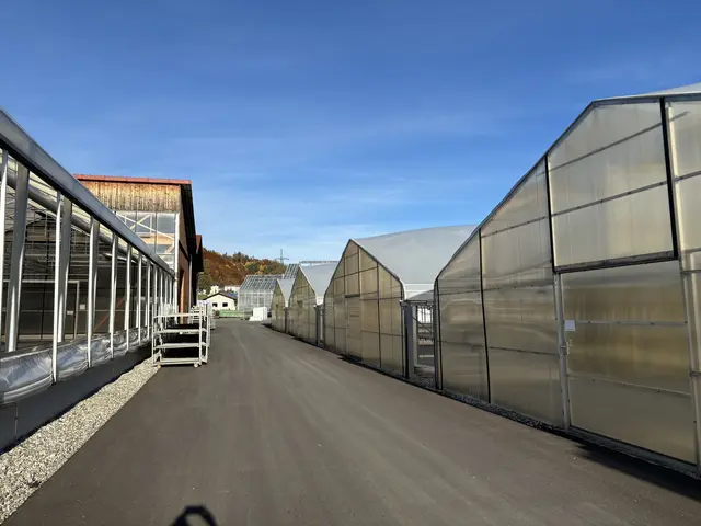 Knapp fünf Hektar der Fläche sind Glas- und Foliengewächshäuser. | Foto: MeinBezirk/Angelika Kern