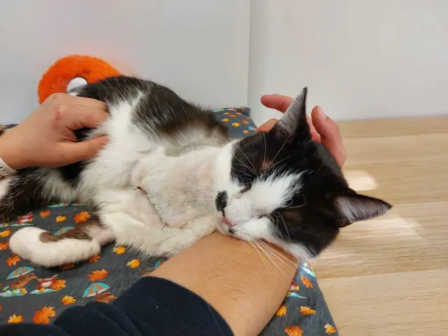 Puschl | Foto: Pfotenhilfe