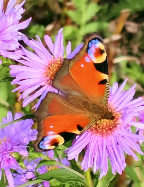 Tagpfauenauge - ein wunderschöner Tagfalter, Schmetterling. 