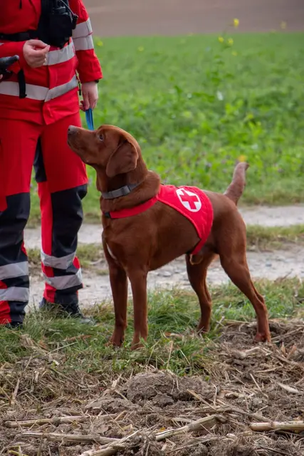 Sogar ein Drohnenteam der Feuerwehr und eine Suchhundestaffel war im Einsatz.  | Foto: ÖRK Bezirk Grieskirchen
