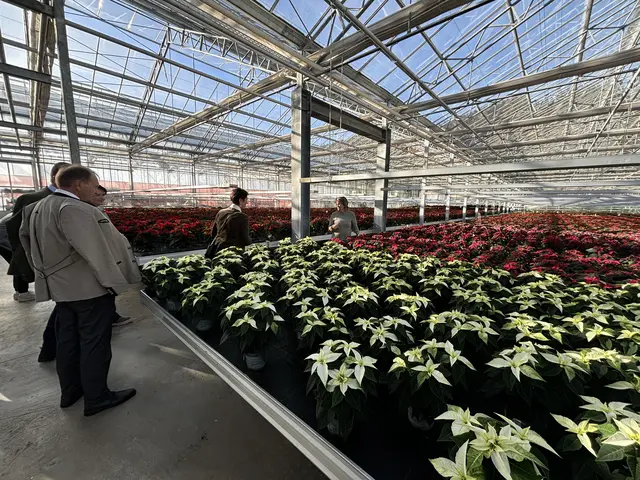 Der Weihnachtsstern ist bereits "in the making". | Foto: MeinBezirk/Angelika Kern