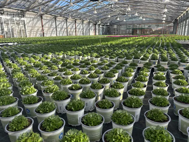 Feinsäuberlich in Reih und Glied aufgestellt: Ordnung muss ein. | Foto: MeinBezirk/Angelika Kern