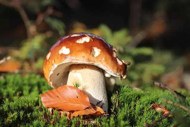 ...habe ich heute am späten Nachmittag entdeckt.
Irgendwie witzig, er sieht jetzt fast wie ein Fliegenpilz aus. Zwei Schnecki`s waren noch am NASCHEN.

