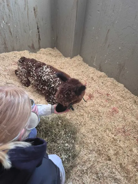 Das Alpaka Recardo wurde von dem Hund schwer verletzt, hat aber seine Notoperation gut überstanden.  | Foto: Kittel