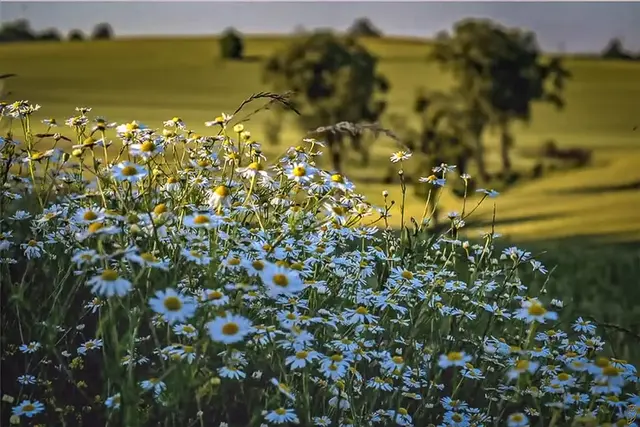 Nimm dir Zeit und geh achtsam durch die Welt,
dann wirst du viele Schätze entdecken.
Foto: Glaser