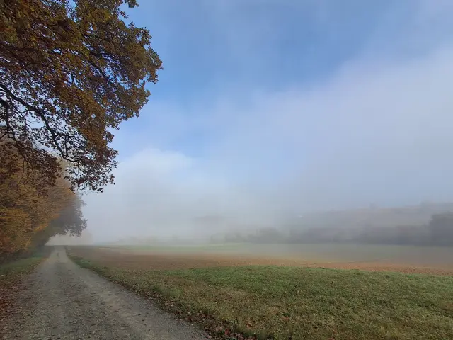 Schön langsam wird es heller und die Sonne bringt das Laub zum Leuchten. | Foto: Gold Michaela