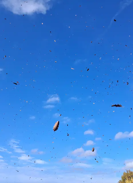 Wunderbar wie das laue Lüfterl die goldenen Blätter verweht | Foto: Gold Michaela
